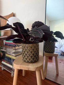 Prayer Plant