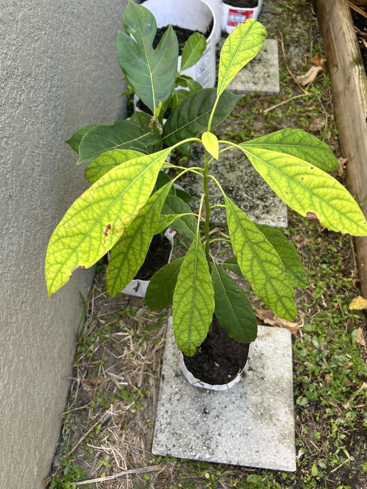 Avocado plant