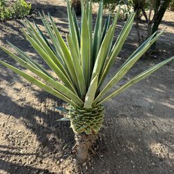 Agaves & Maguelles & Green Yuccas $50 Each
