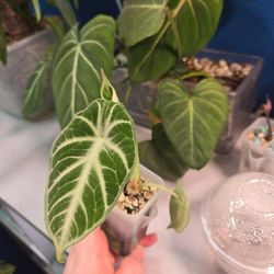 Alocasia Silver Dragon