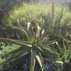 Aloe Plant