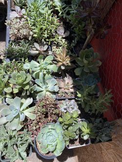 Succulents 4” pot