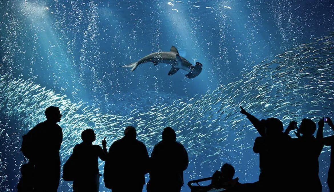 [Discounted tickets for tourist attractions]  World of Coca-Cola Atlanta, GA E- Ticket $15 The USS Midway Museum  San Diego E-Ticket $30  Long Beach A
