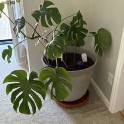 Philodendron  Lg indoor house plant.