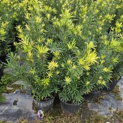 beautiful podocarpus Only $8.50 Instant Privacy Hedge For Fence 