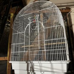 Bird Cage 