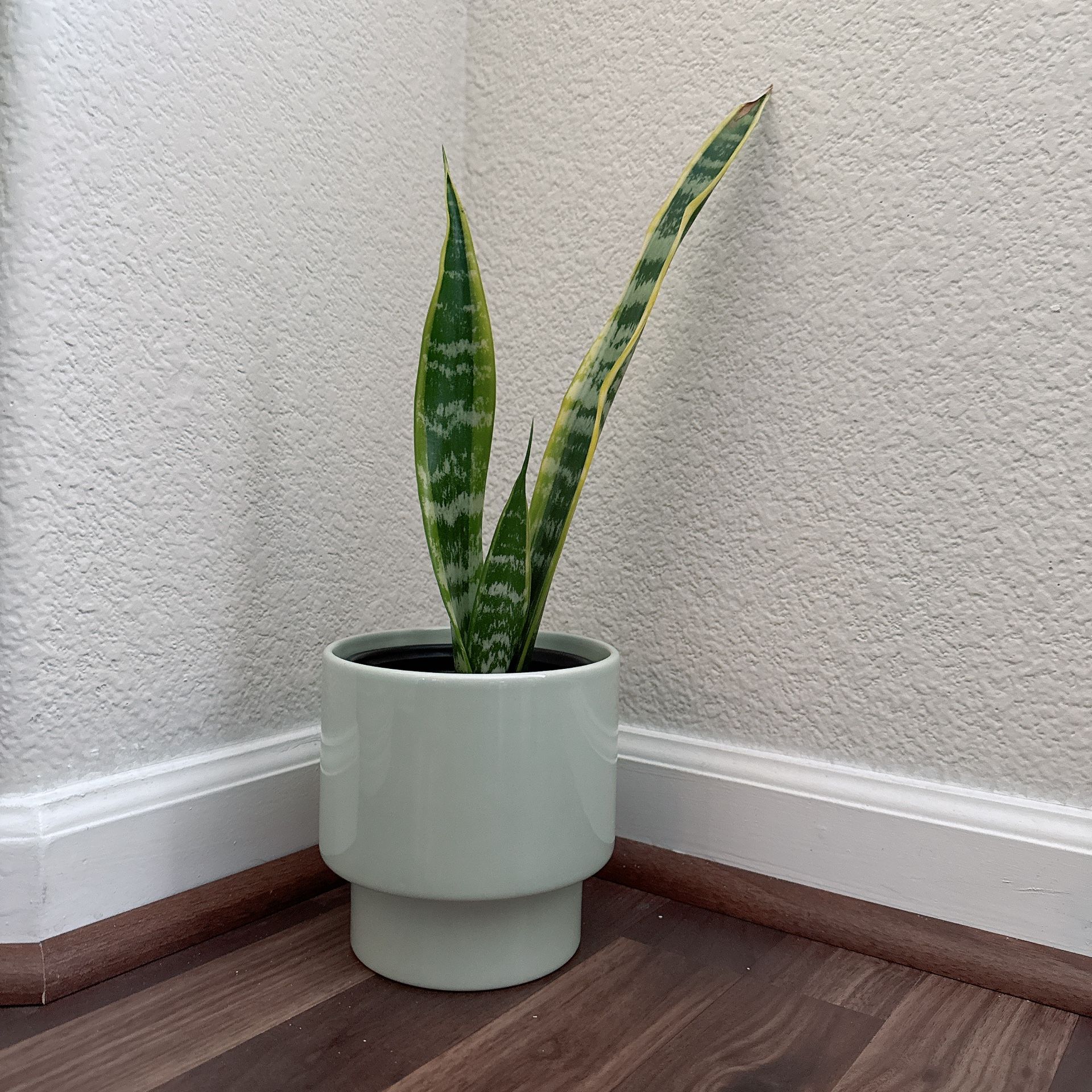 5” Golden Snake Plant With Planter
