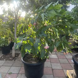 Plant For Sale