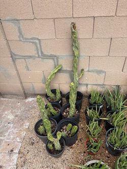 Totem Cactus | Aloe Vera | Nopales