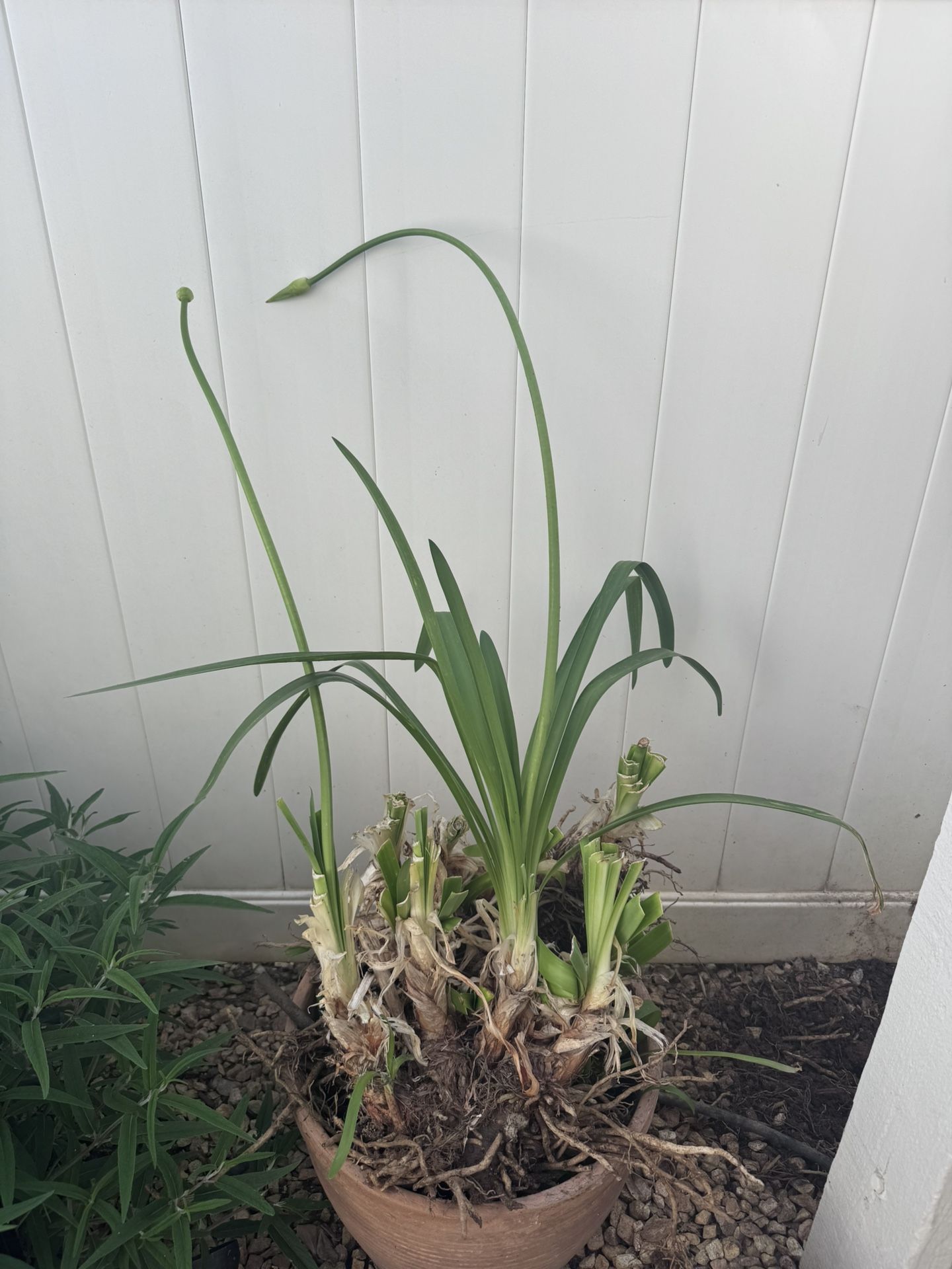 Free African Lily Plants