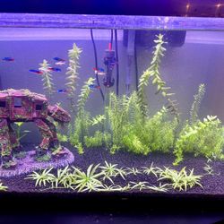 29 G. Fish Tank Aquarium 