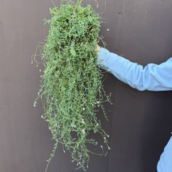 Big String Of Dolphins In 6” Pot 