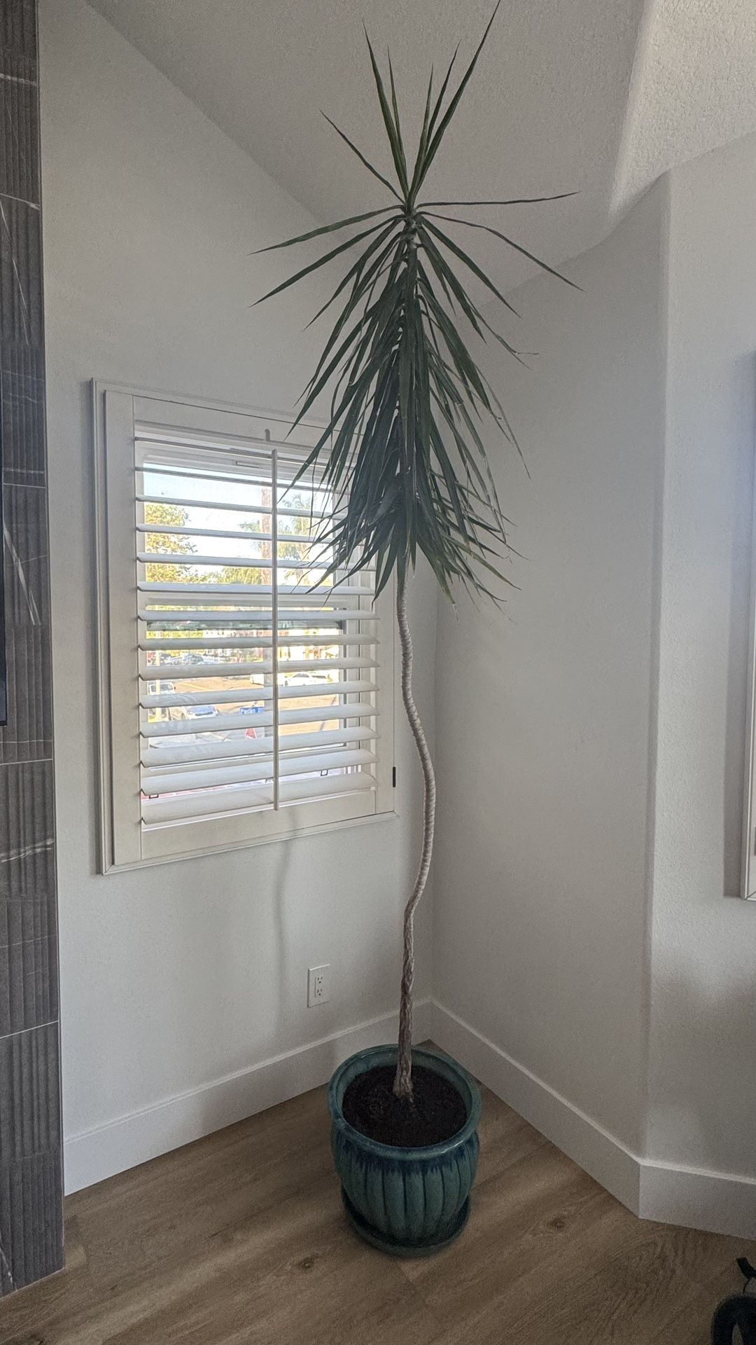 Dracaena Marginata - Real - Madagascar Dragon Tree