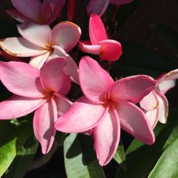 Plumeria Plant