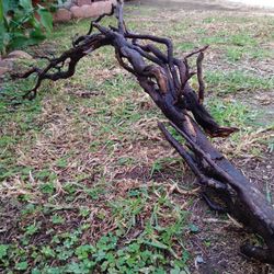 Beautiful Natural Aquarium Terrarium Wood