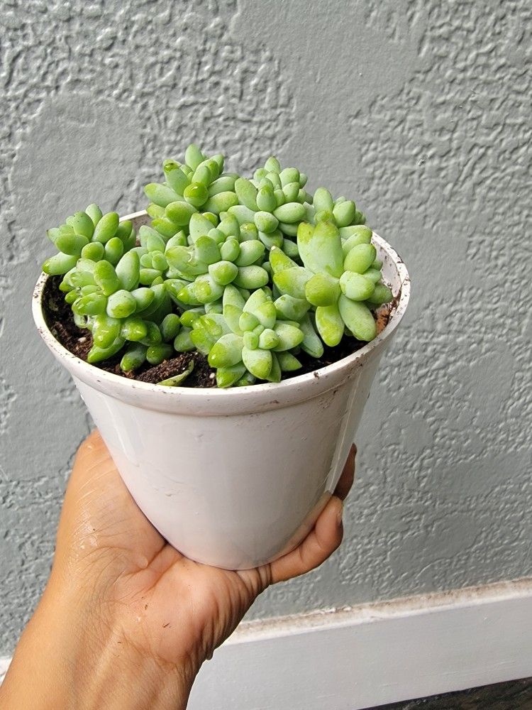 Succulentas Burrito