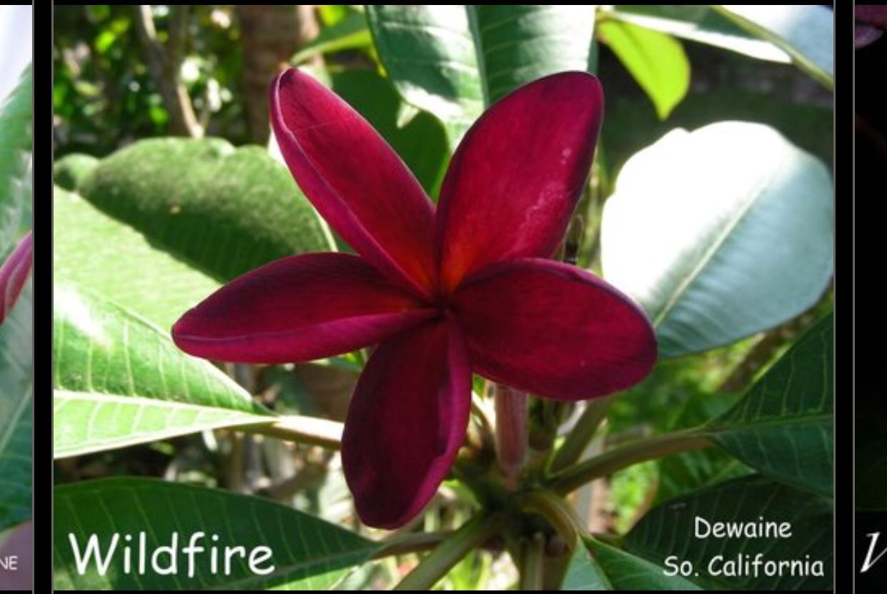 Plumeria rare wildfire