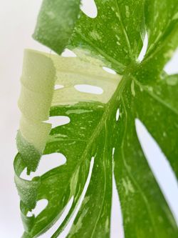 Monstera Thai Constellation