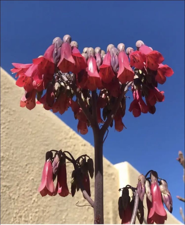 Mother Of Millions Succulent 