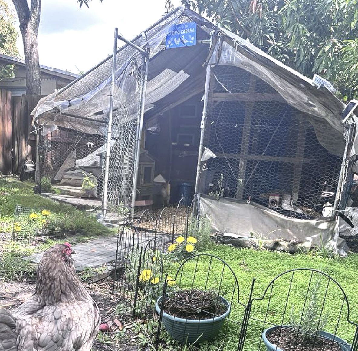 Chicken Run 13 X9
