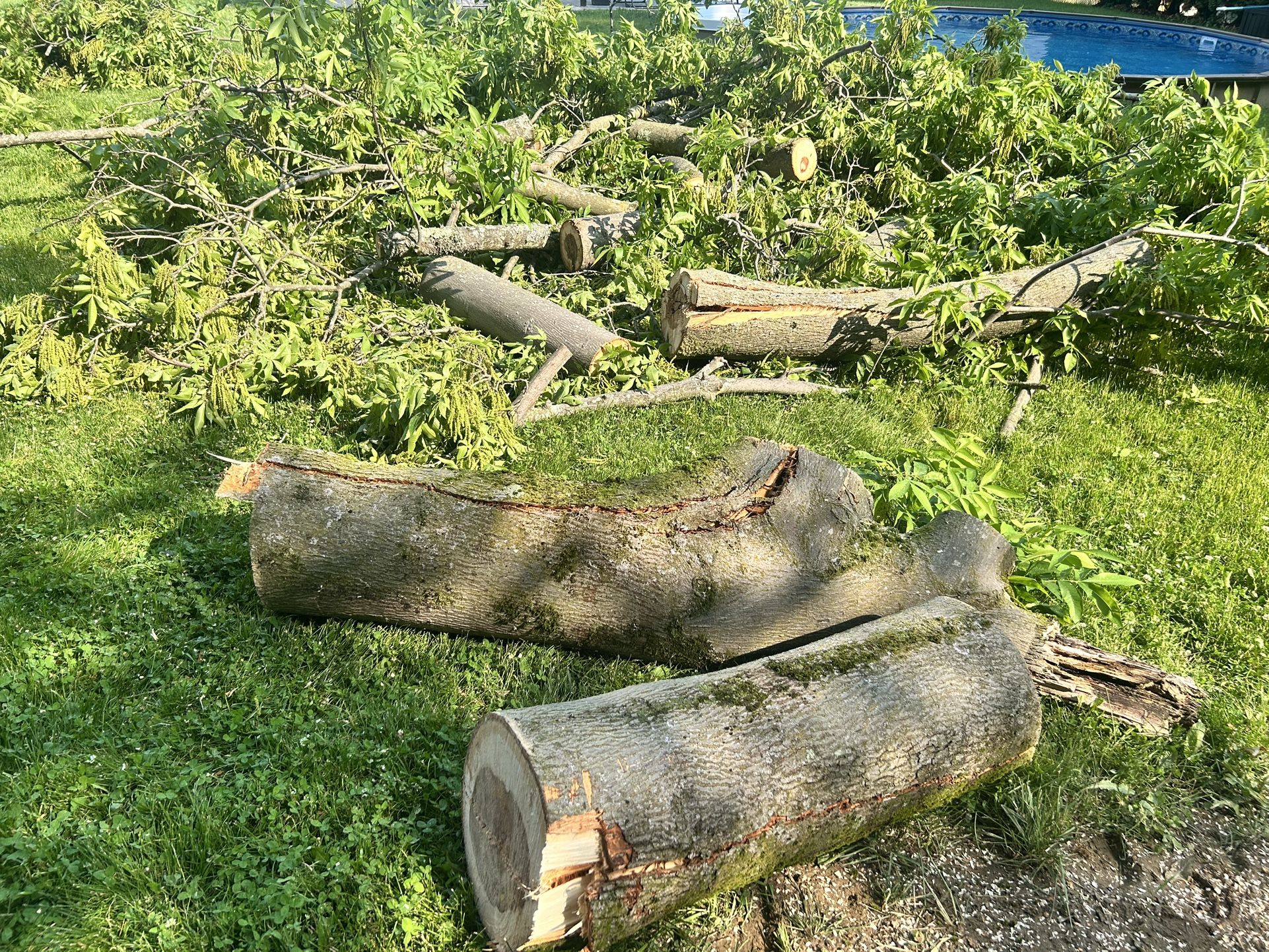 Free Hard Wood For Free . All Cut Up