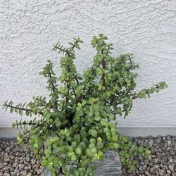 Elephant Bush Succulent