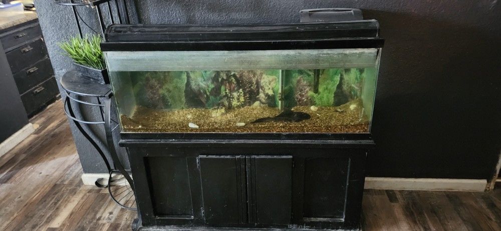 Fish Tank