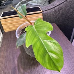 Philodendron Squamiferum 