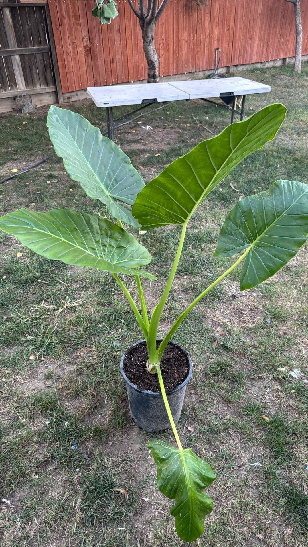 Large Elephant Ear Plan 3ft Tall