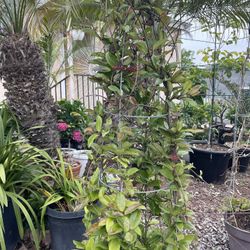 Hoya Carnosa (Wax Plant, Honey Plant, Porcelain Flower, Rope Hoya)