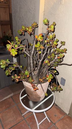 Large Jade Plant (Delivery Available)