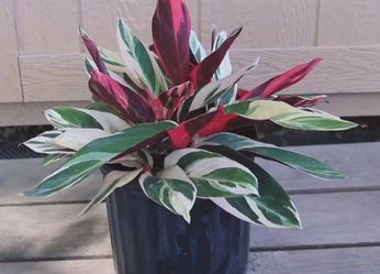 Stromanthe Plants