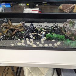 20 Gallon Fish Tank