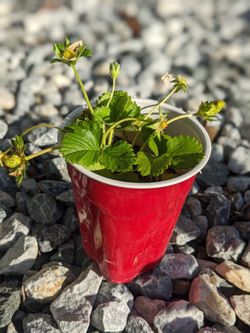 Organic Home Grown Strawberry 