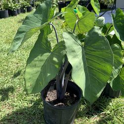 Purple Elephant Ear Plant