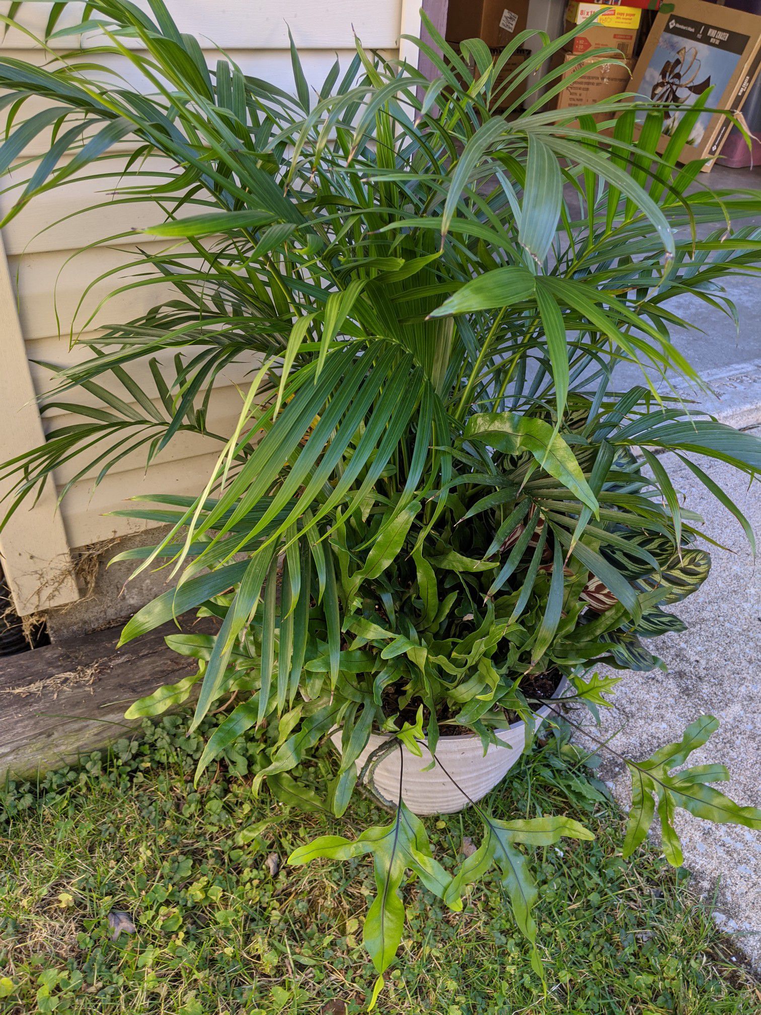 Large tropical plant