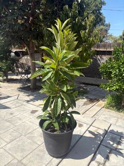 Plant tree