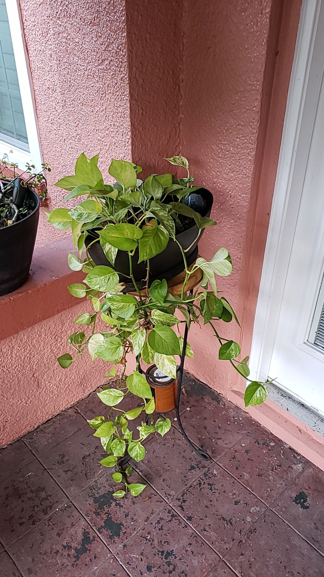 Exotic Porch Plant