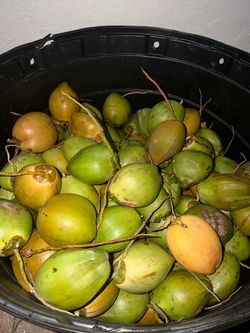 Fresh Coconuts