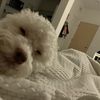 Alfredo