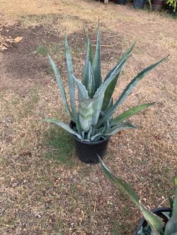 Stand Alone Agave Plant and many more