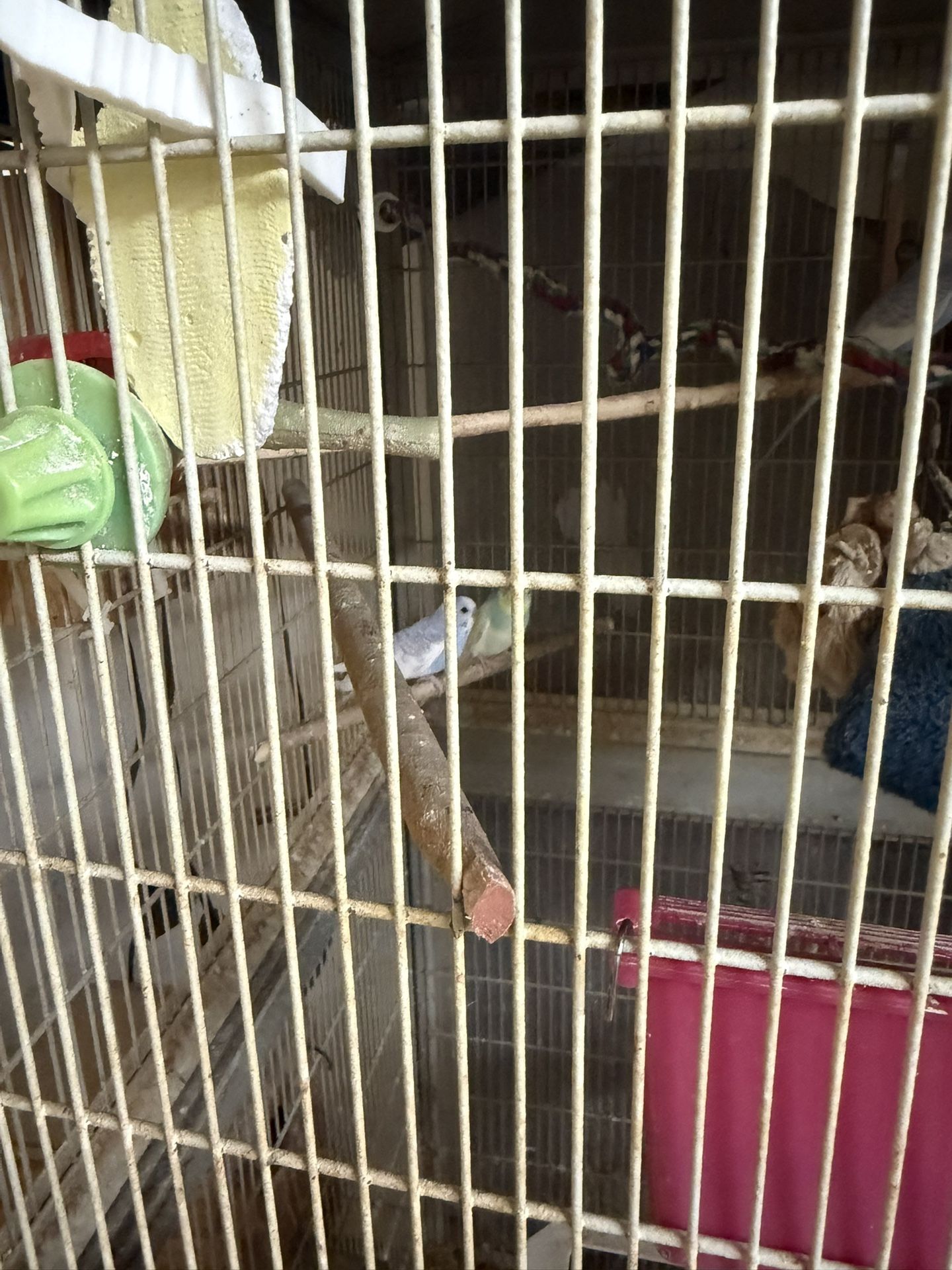 Cage Accessories And Cage , Bird!