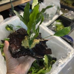 Aquarium Plants