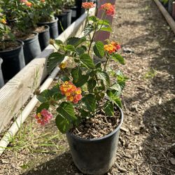 Lantana