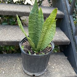 Snake Plant 
