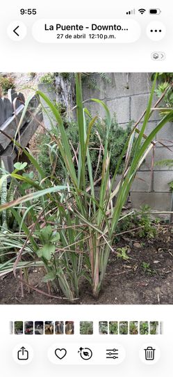 Plantas De Orégano Menta Mejorana Yerbabuena Te De Limon Istafiate Cola De Caballa Sábila Epazote