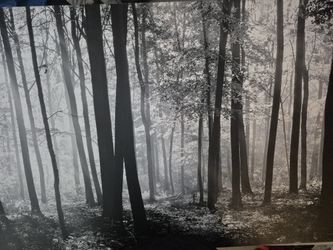 Forest Picture Frame