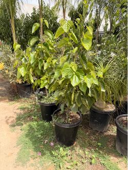 Pakistan mulberry 15 gal