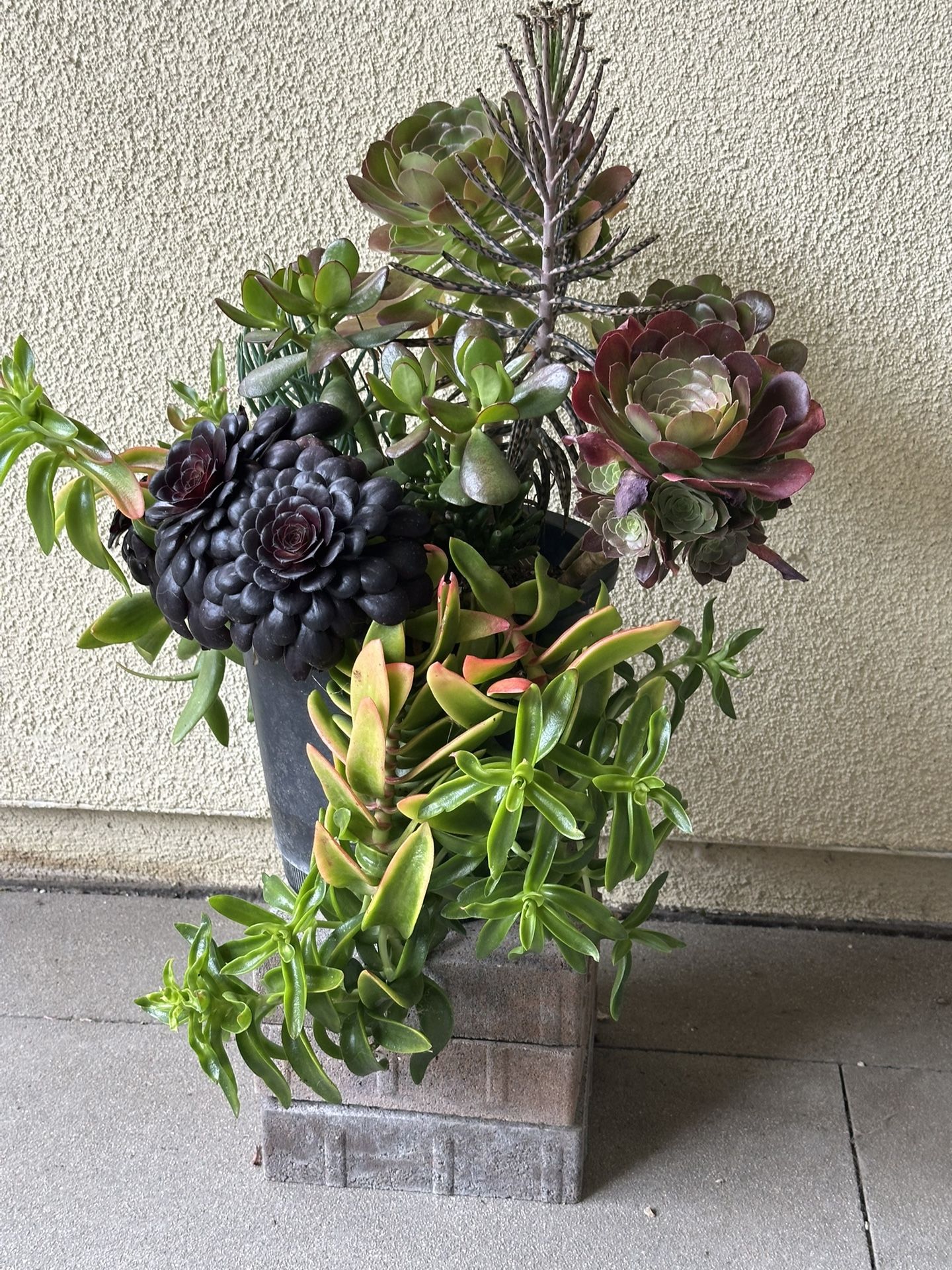 Assorted Succulent Plants