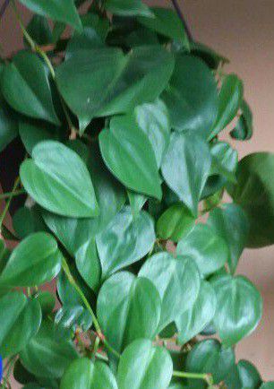 Lush Trailing Heartleaf Philodendron Plant/ House Plant/ Indoor Plant 
